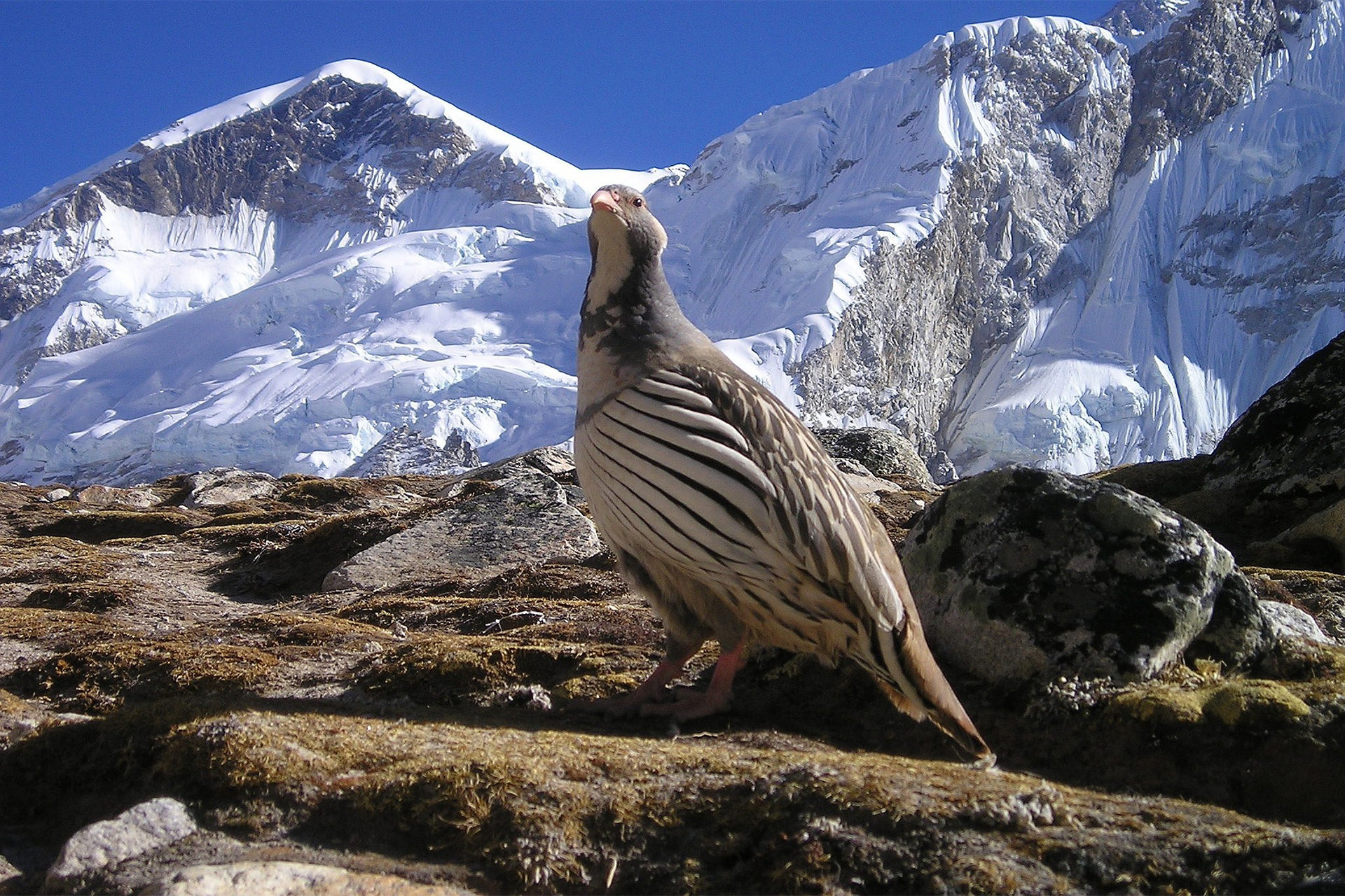 Panch Pokhari Sindupalchowk Trek