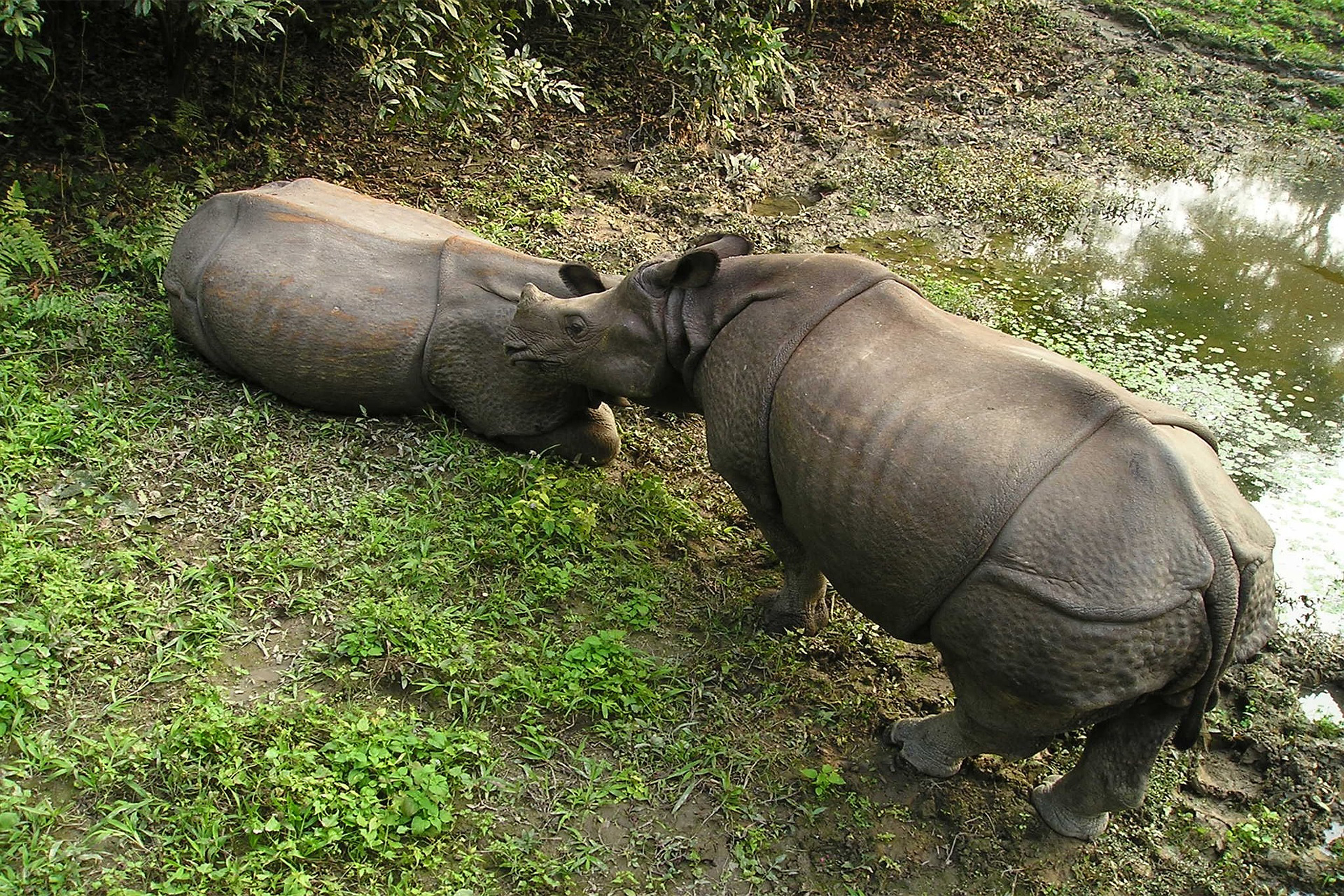 Chitwan