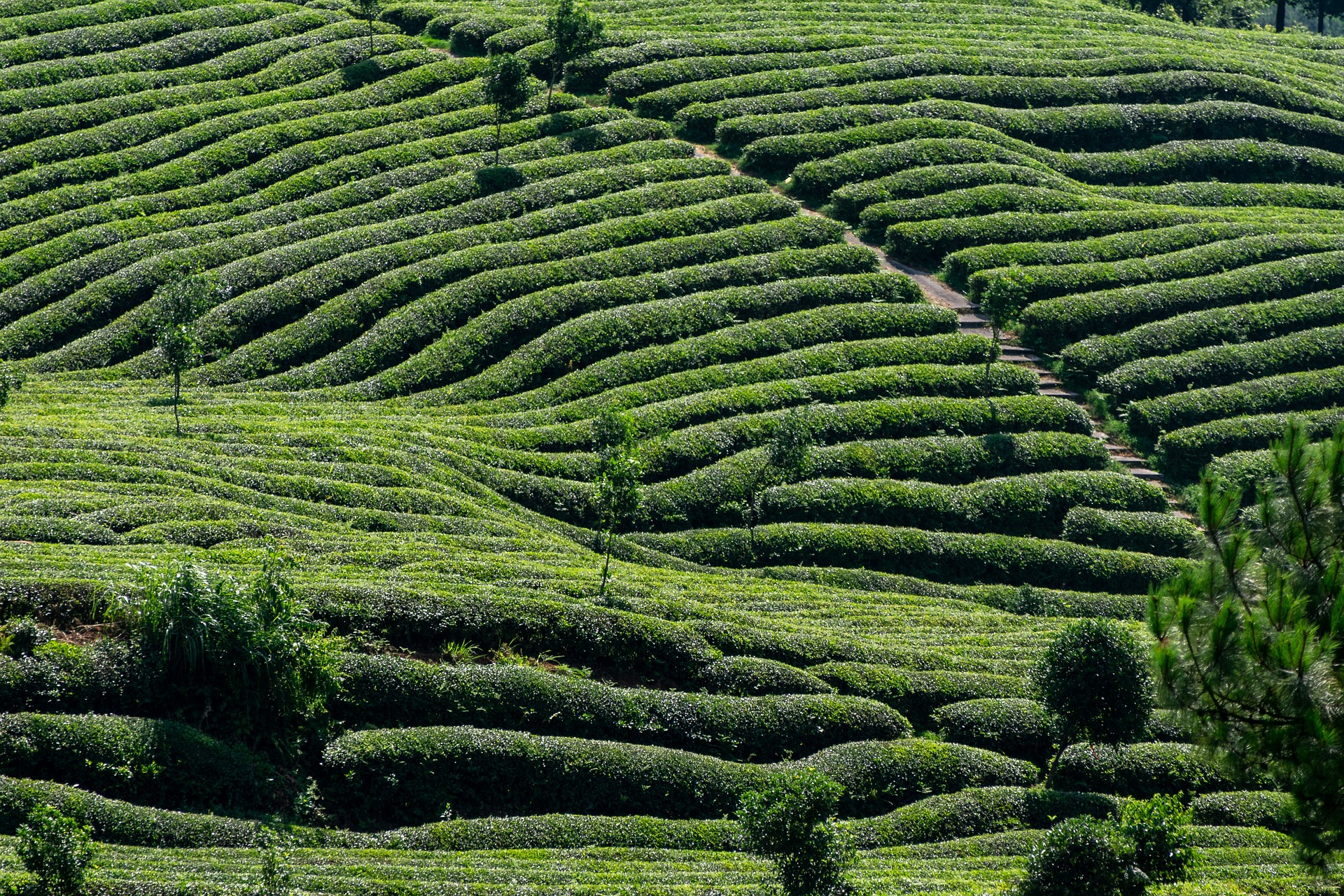 Illam Tea Garden